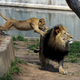 Violence broke out at the National Zoo. (Getty Images)